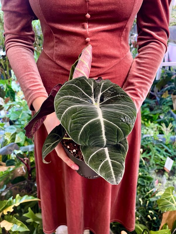 Alocasia reginula 'Black Velvet' fi14