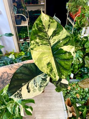 Specialty Kolekcionarske Biljke