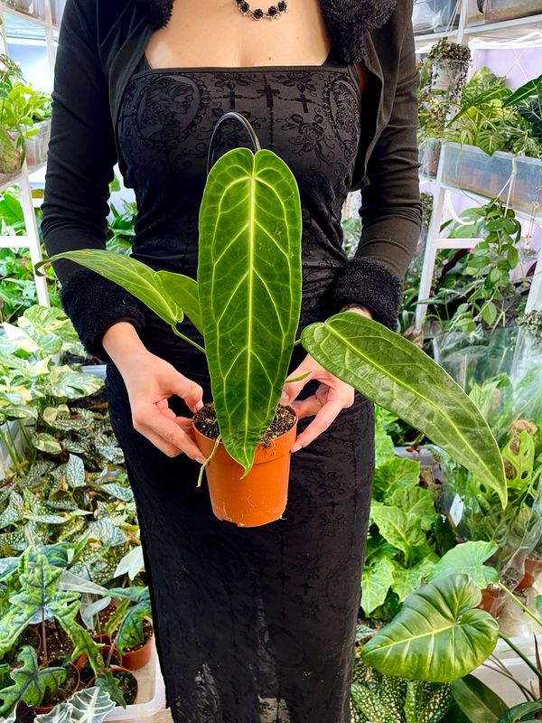 Anthurium Warocqueanum (Queen Anthurium) fi12