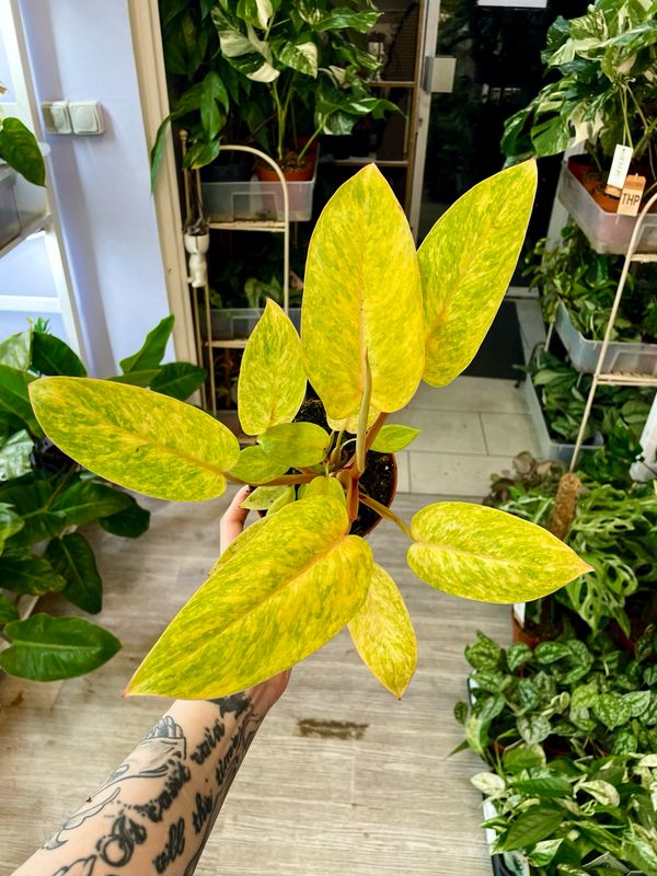 Philodendron 'Painted Lady' fi12