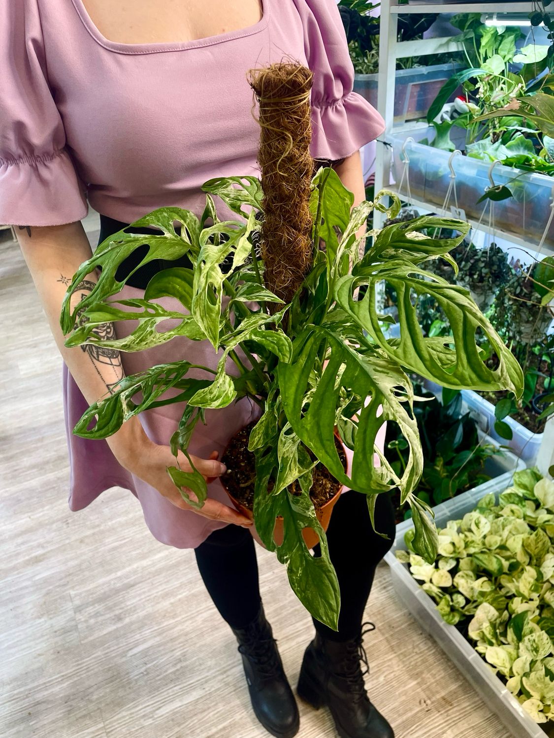 Monstera Adansonii 'Indonesian Marble'