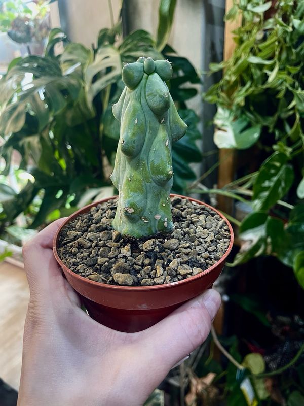 Boobie Cactus - Myrtillocactus geometrizans Fukurokuryuzinboku 