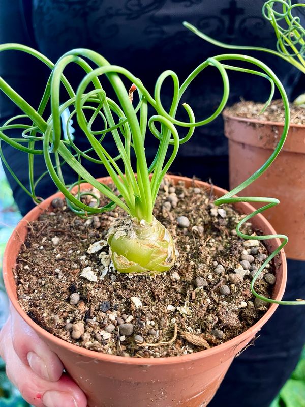 Albuca Spiralis Frizzle Sizzle fi10,50