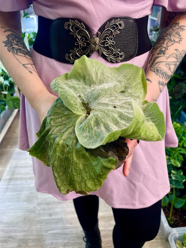 Platycerium Superbum Giant Staghorn Fern (Divovska Rogata Paprat) fi12