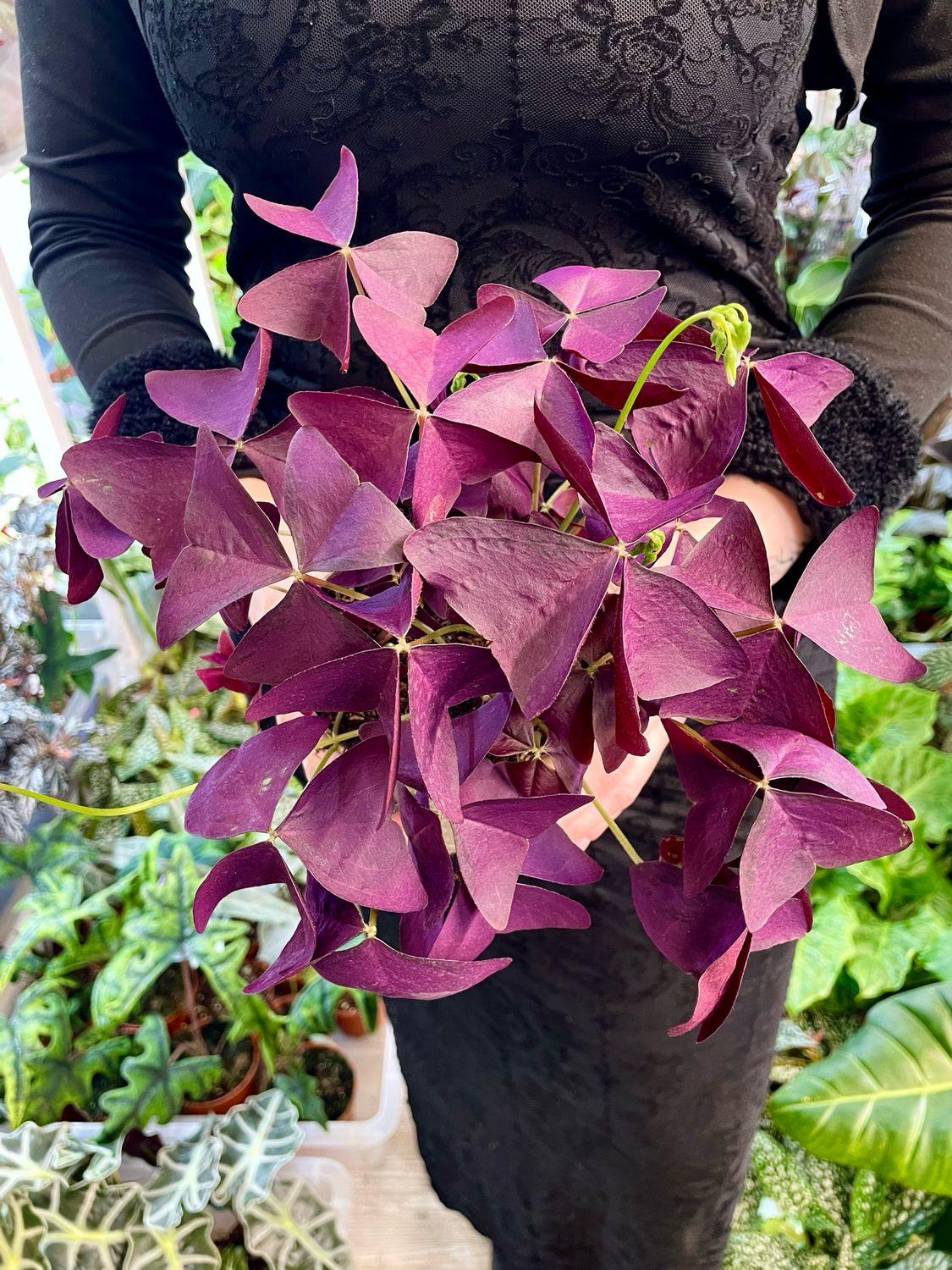 Oxalis triangularis Mijke 