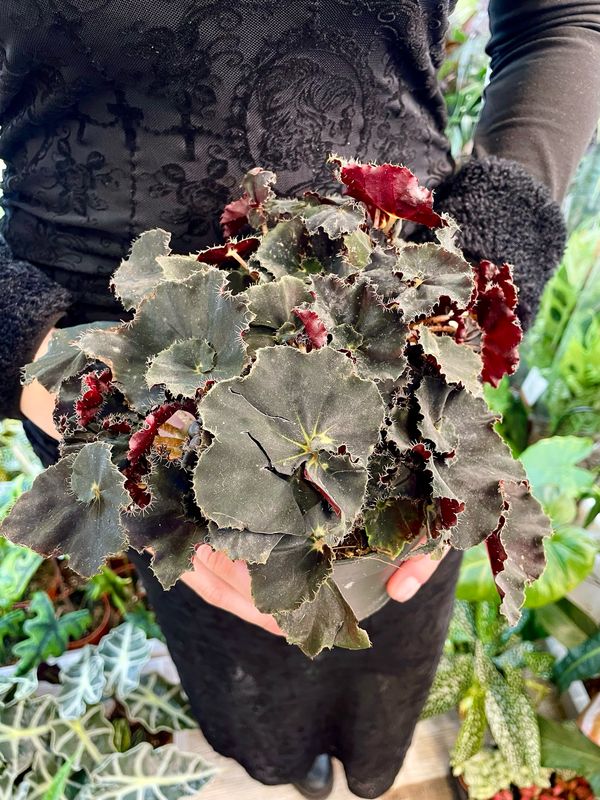 Begonia rex Dark Mambo