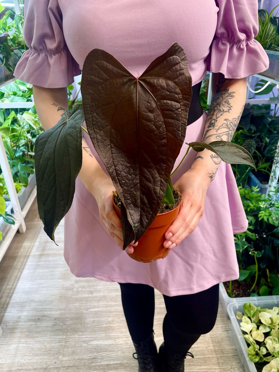 Anthurium Queen Of Hearts fi12