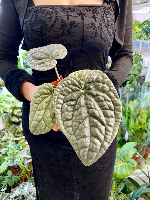 Anthurium Luxurians fi12