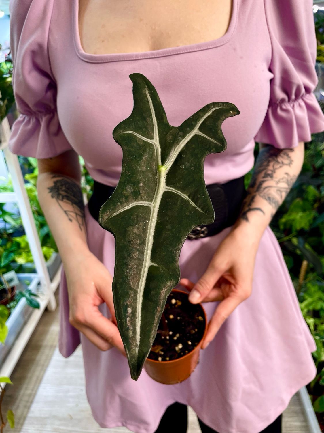 Alocasia Nobilis fi10,5