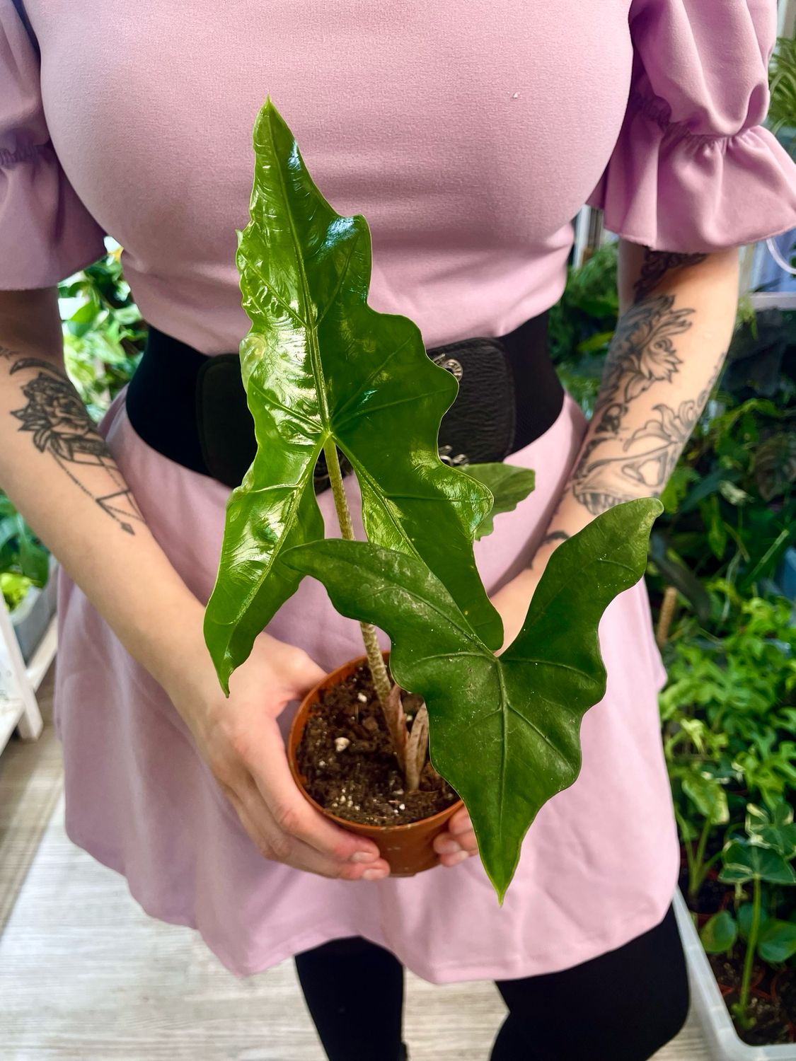 Alocasia nycteris Batwing fi10,5