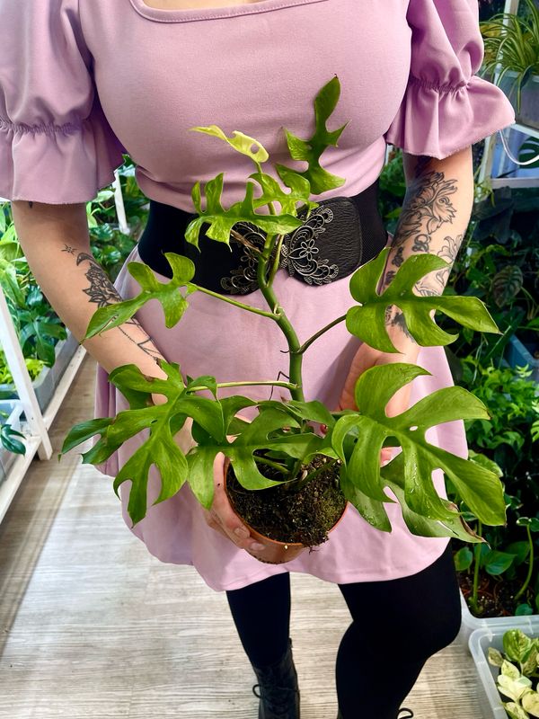 Rhaphidophora tetrasperma Goldrush fi12