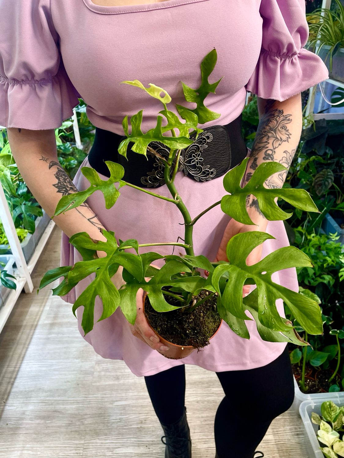 Rhaphidophora tetrasperma Goldrush fi12