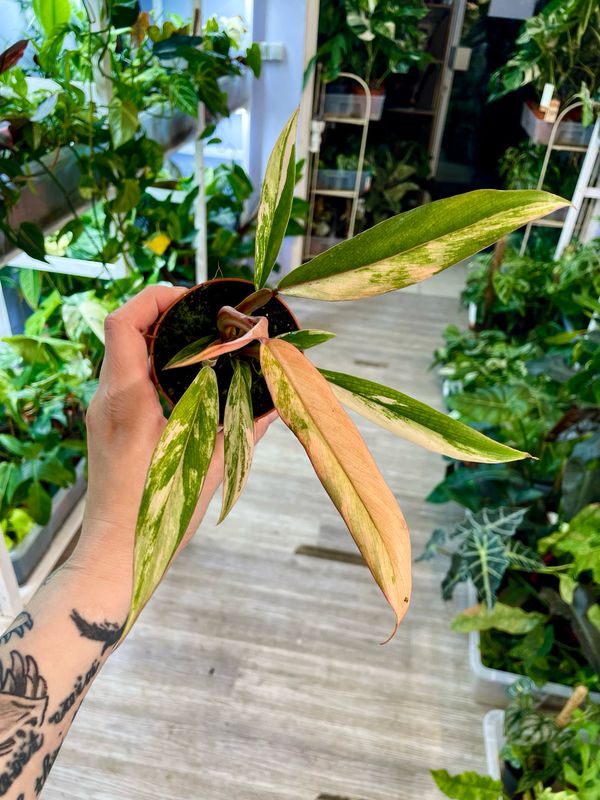 Philodendron Caramel Marble fi8