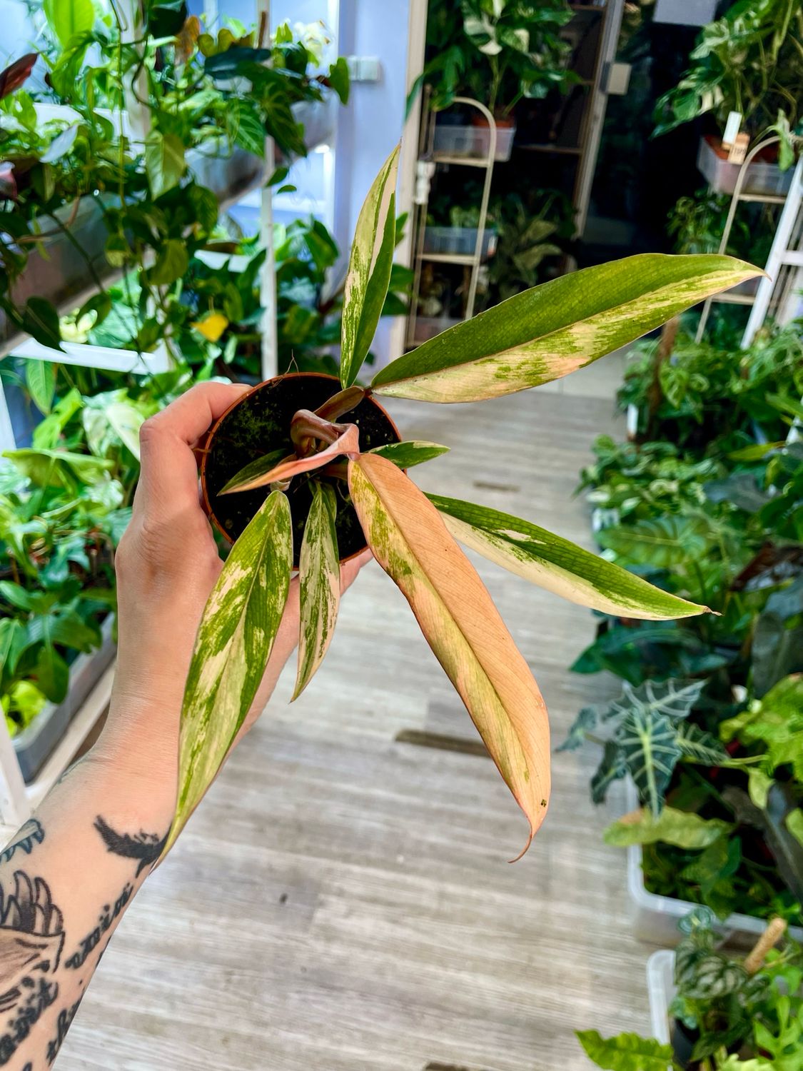 Philodendron Caramel Marble fi8