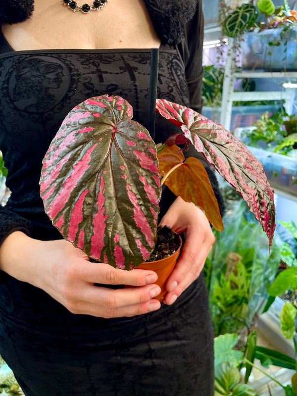 Begonia brevirimosa fi8