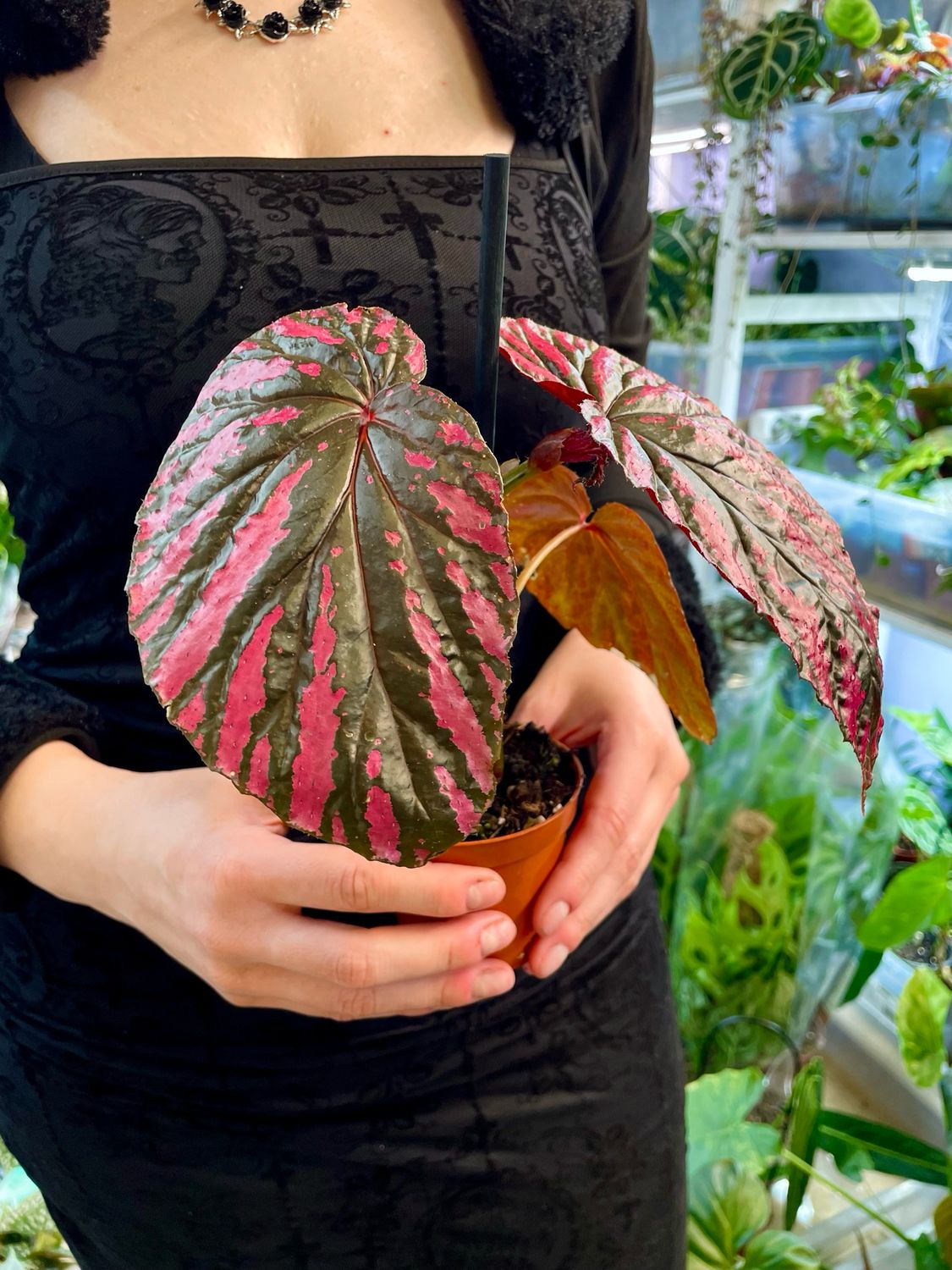 Begonia brevirimosa fi8