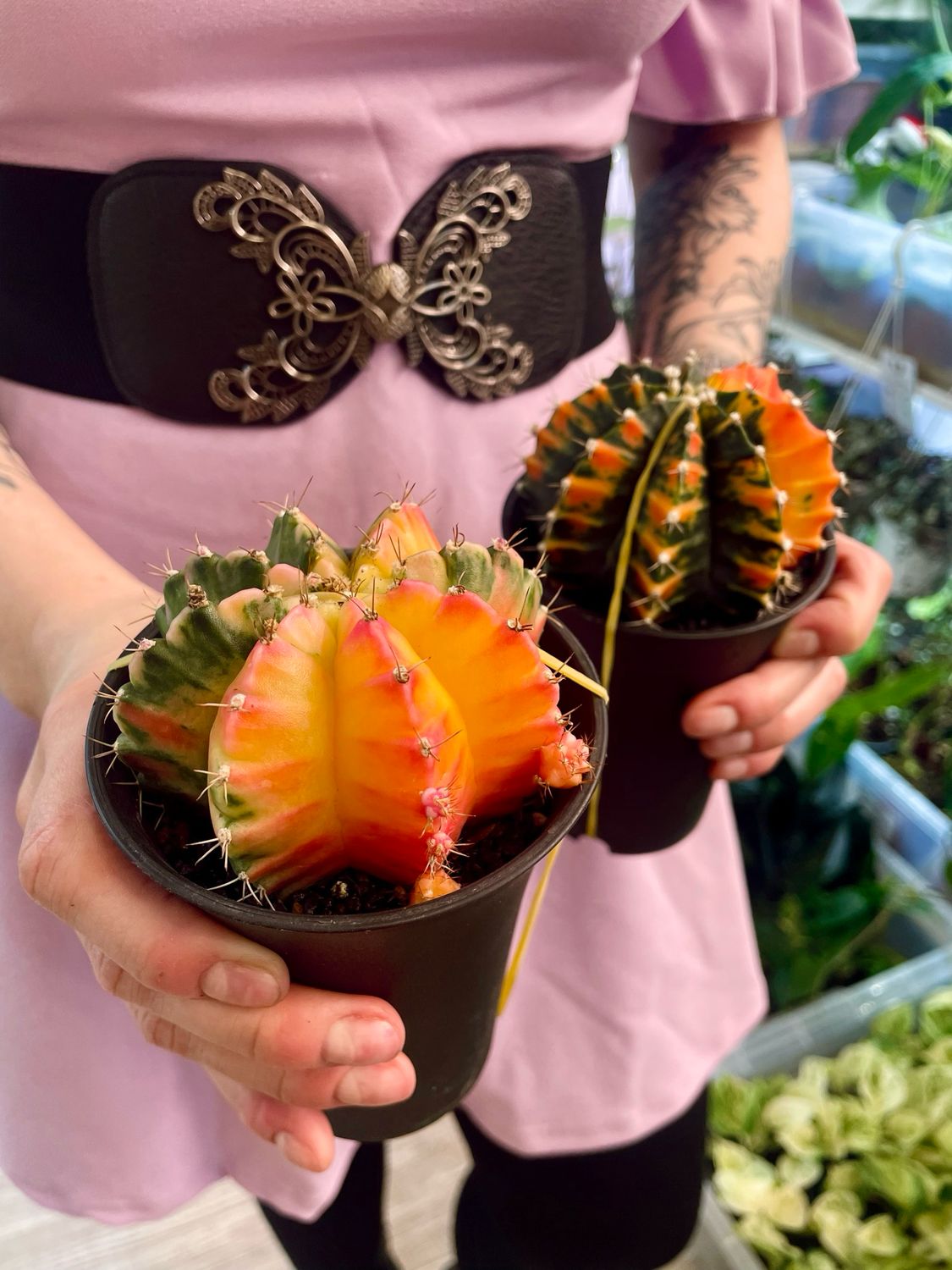 Gymnocalycium mihanovichii Variegata