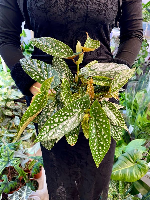 Begonia maculata Double Dot fi12