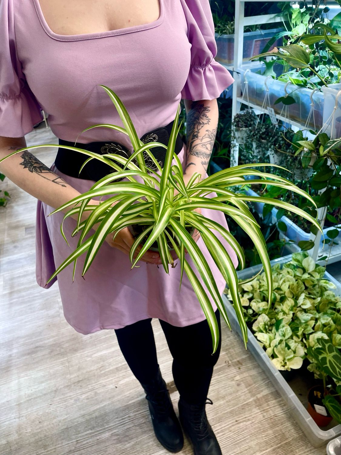 Chlorophytum Variegata spider plant (pauk biljka/zeleni ljiljan) fi12