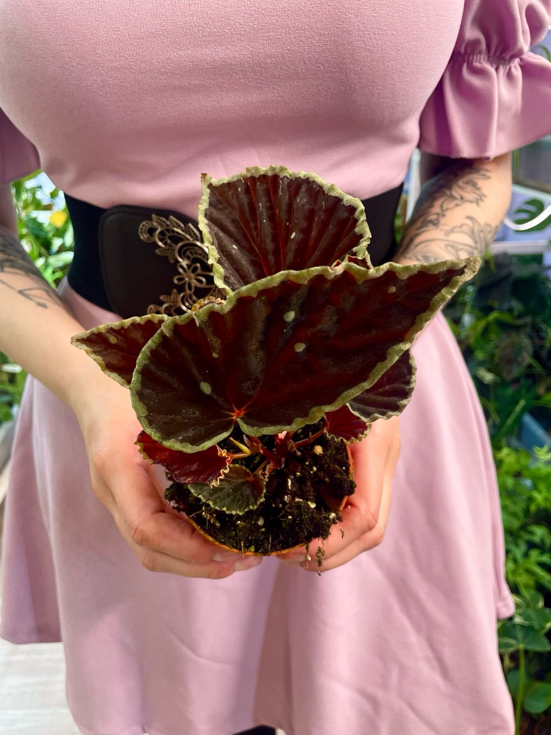 Begonia Darthvaderiana green spot fi8