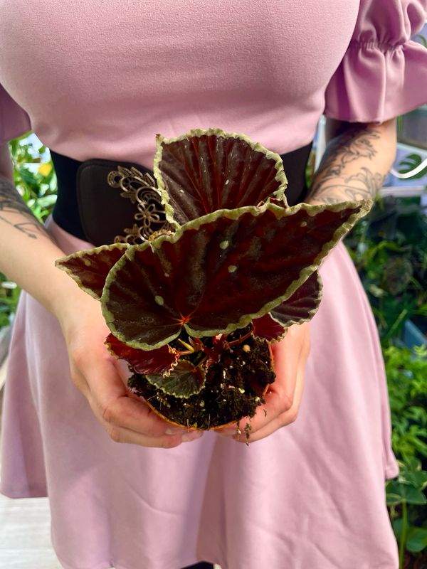 Begonia Darthvaderiana green spot fi8