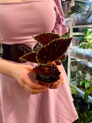 Begonia Darthvaderiana green spot fi8