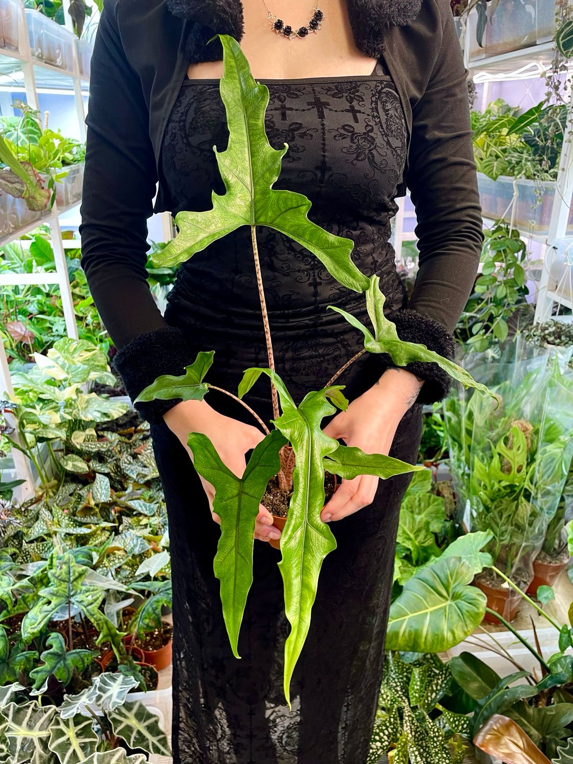 Alocasia Sabrina fi10,50