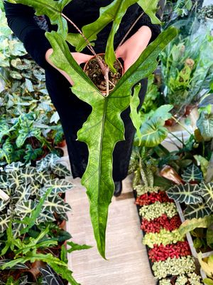 Alocasia Sabrina fi10,50