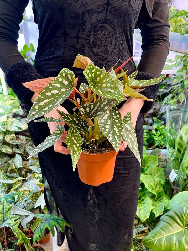 Begonia maculata Spotlight Green (točkasta begonija) fi12