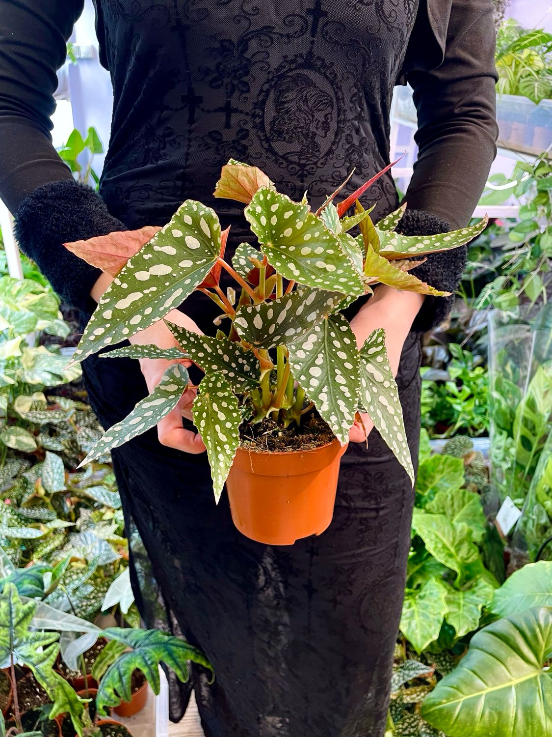 Begonia maculata Spotlight Green (točkasta begonija) fi12