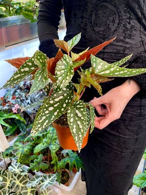 Begonia maculata Spotlight Green (točkasta begonija) fi12