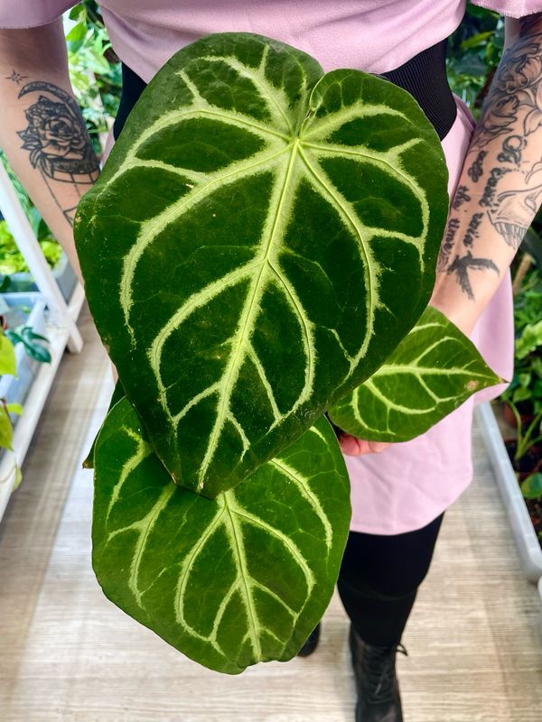 Anthurium leaf fi12