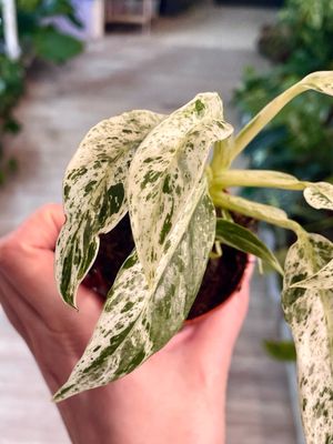 Rhaphidophora foraminifera variegata fi7