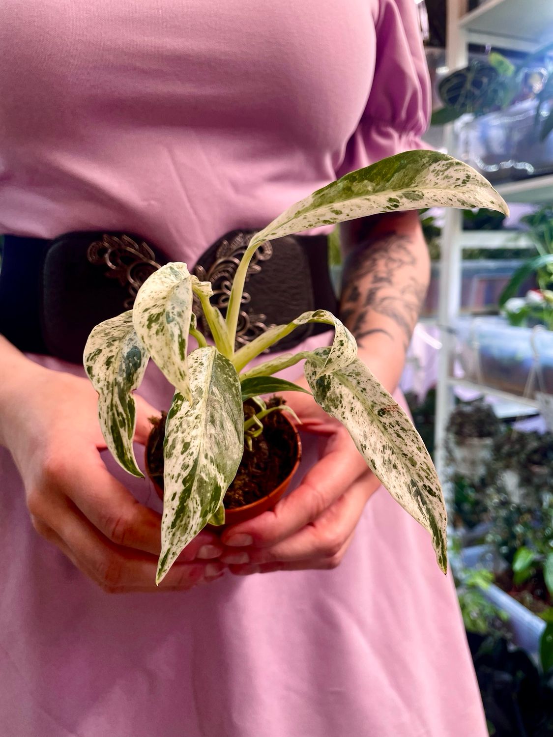 Rhaphidophora foraminifera variegata fi7