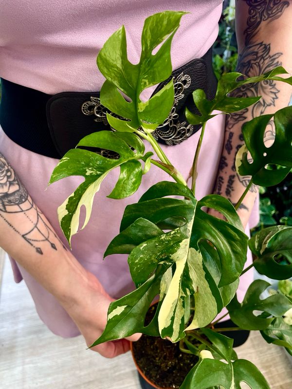 Rhaphidophora tetrasperma variegata (monstera minima var) fi12