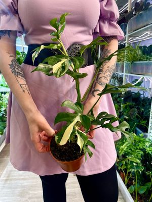 Rhaphidophora tetrasperma variegata (monstera minima var) fi12