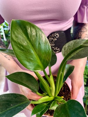 Philodendron Green Princess fi12