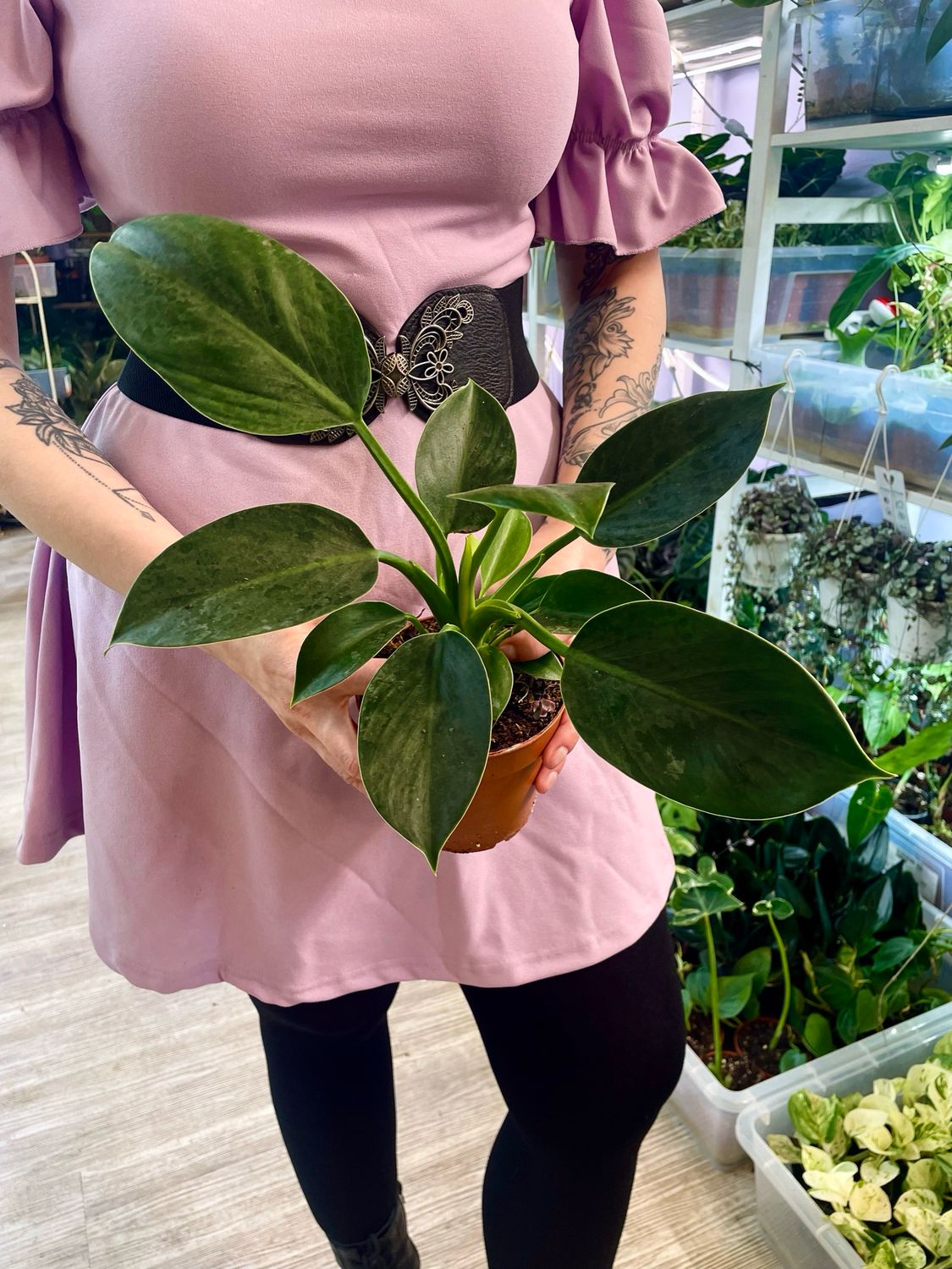 Philodendron Green Princess fi12