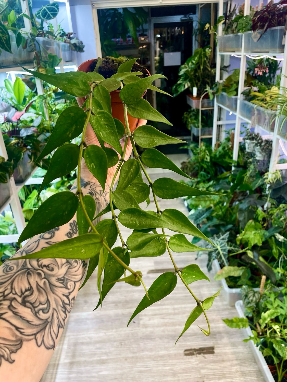 Hoya Polyneura Vietnam fi10.50