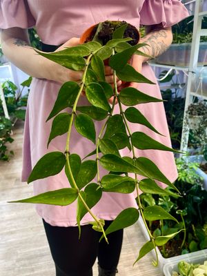 Hoya Polyneura Vietnam fi10.50