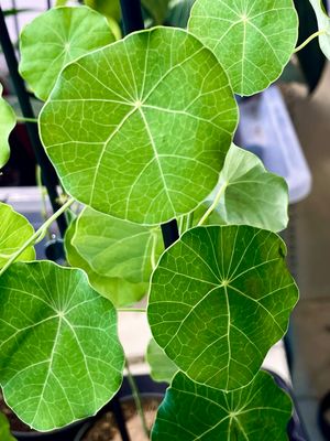 Stephania Erecta XL fi12