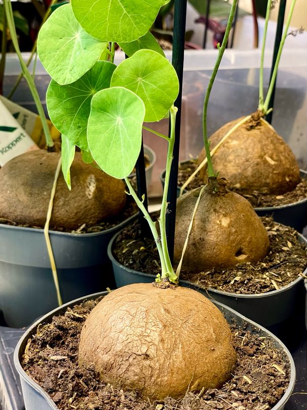 Stephania Erecta XL fi12