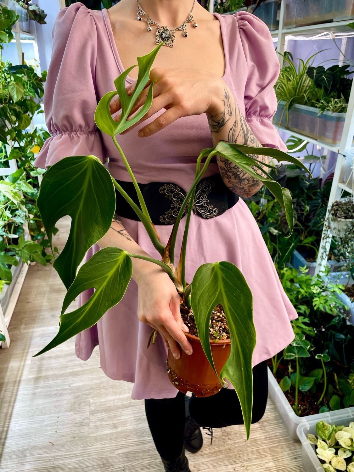 Monstera Burle Marx Flame M