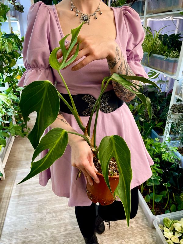 Monstera Burle Marx Flame M