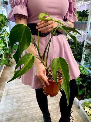 Monstera Burle Marx Flame M