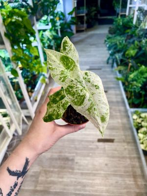 Alocasia Variegata Odora Batik fi8