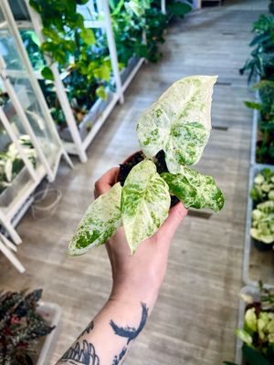 Alocasia Variegata Odora Batik fi8