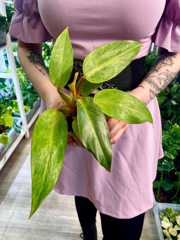 Philodendron 'Orange Marmalade' fi10,5