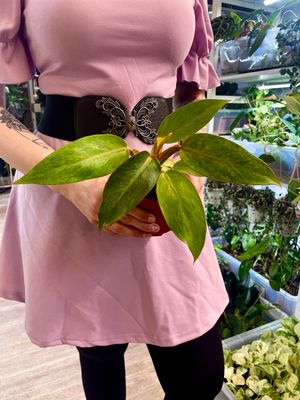 Philodendron 'Orange Marmalade' fi10,5