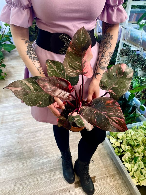 Philodendron Pink Princess Marble fi14